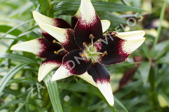 Lilie 'Asiatic Netty's Pride' - Lilium 'Asiatic Netty's Pride'