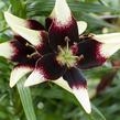 Lilie 'Asiatic Netty's Pride' - Lilium 'Asiatic Netty's Pride'