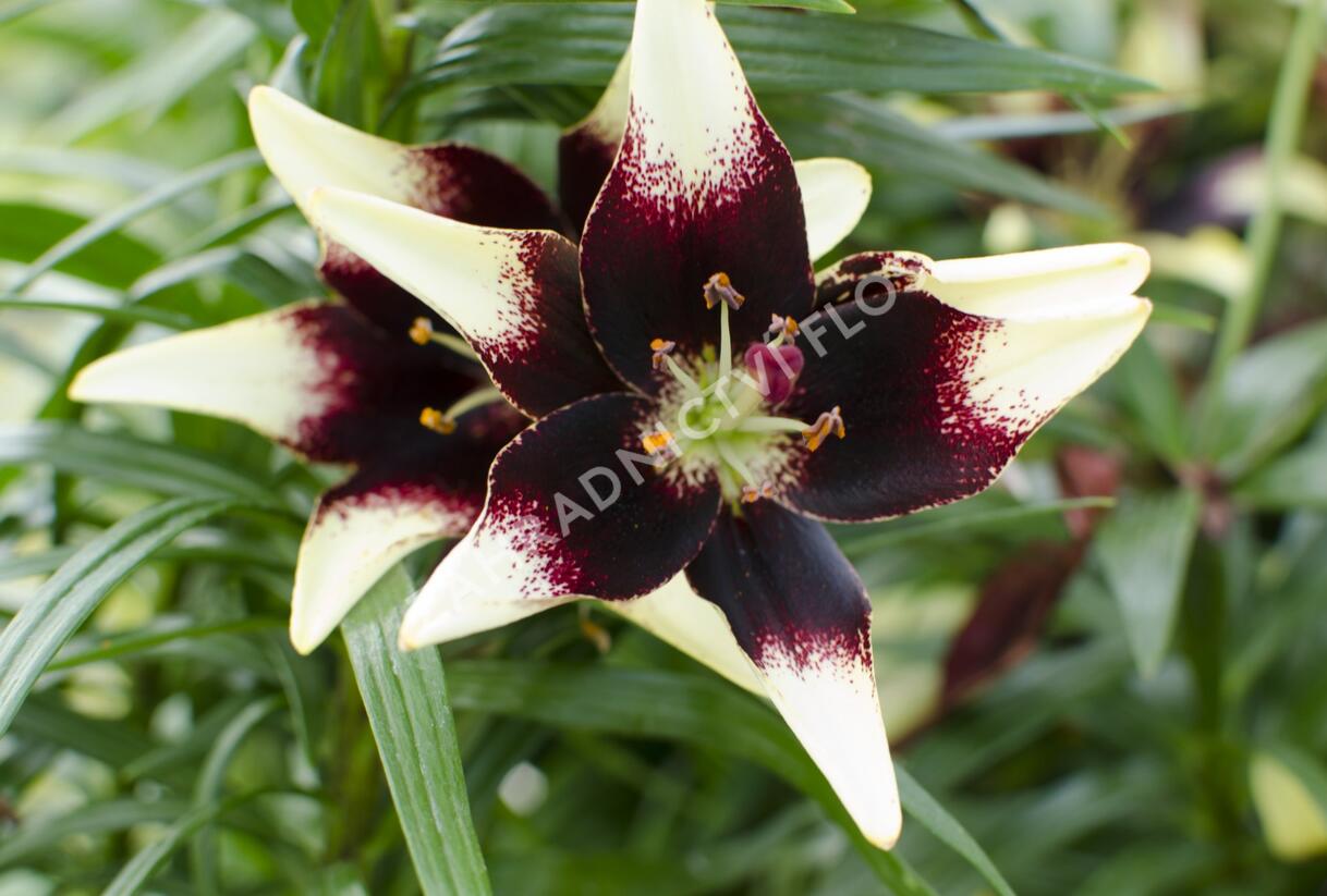 Lilie 'Asiatic Netty's Pride' - Lilium 'Asiatic Netty's Pride'