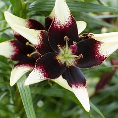 Lilie 'Asiatic Netty's Pride' - Lilium 'Asiatic Netty's Pride'