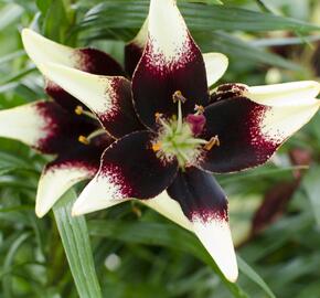 Lilie 'Asiatic Netty's Pride' - Lilium 'Asiatic Netty's Pride'