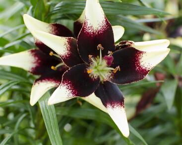 Lilie 'Asiatic Netty's Pride'