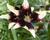 Lilie 'Asiatic Netty's Pride'