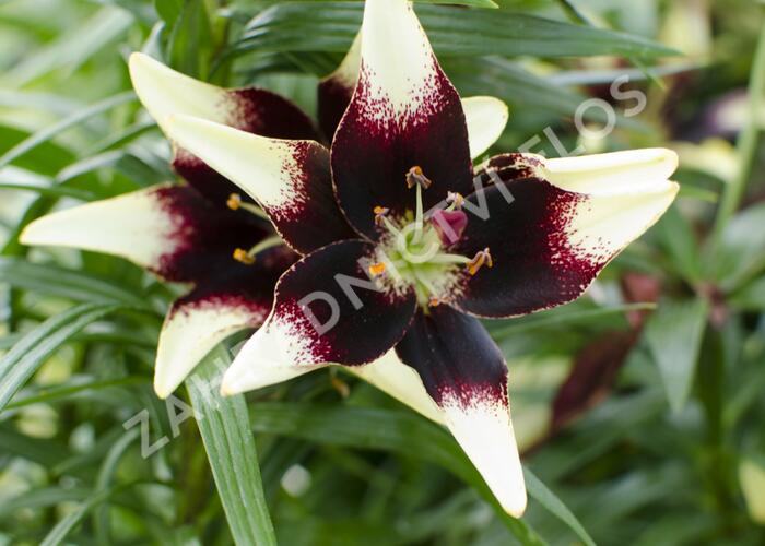 Lilie 'Asiatic Netty's Pride' - Lilium 'Asiatic Netty's Pride'
