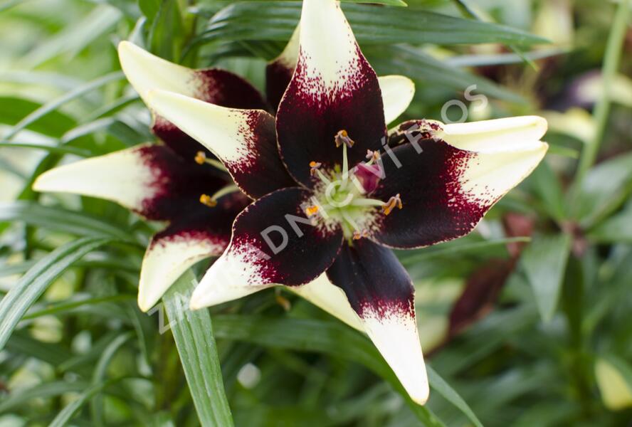 Lilie 'Asiatic Netty's Pride' - Lilium 'Asiatic Netty's Pride'