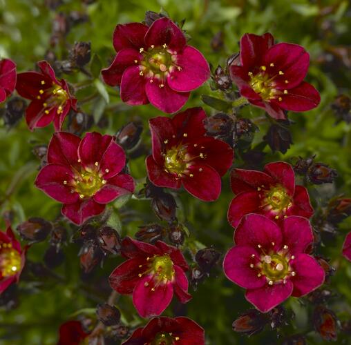 Lomikámen arendsův 'Touran Red' - Saxifraga x arendsii 'Touran Red'