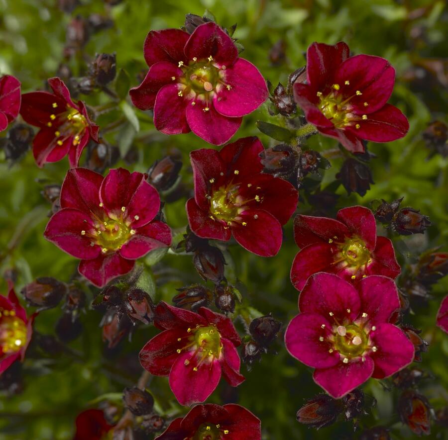 Lomikámen arendsův 'Touran Red' - Saxifraga x arendsii 'Touran Red'