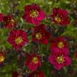 Lomikámen arendsův 'Touran Red' - Saxifraga x arendsii 'Touran Red'