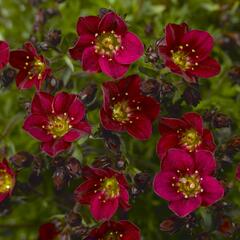 Lomikámen arendsův 'Touran Red' - Saxifraga x arendsii 'Touran Red'