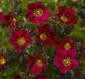 Lomikámen arendsův 'Touran Red' - Saxifraga x arendsii 'Touran Red'