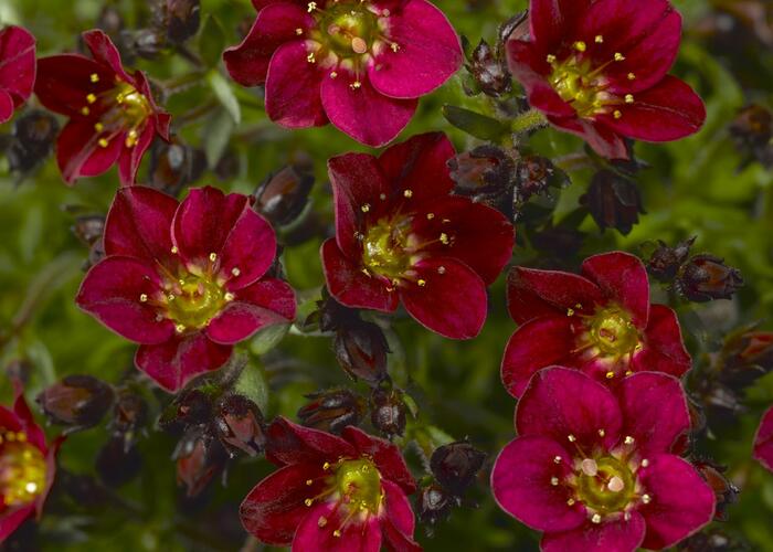 Lomikámen arendsův 'Touran Red' - Saxifraga x arendsii 'Touran Red'