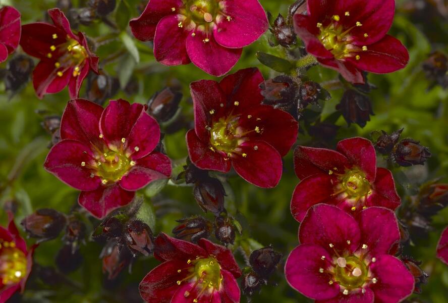Lomikámen arendsův 'Touran Red' - Saxifraga x arendsii 'Touran Red'