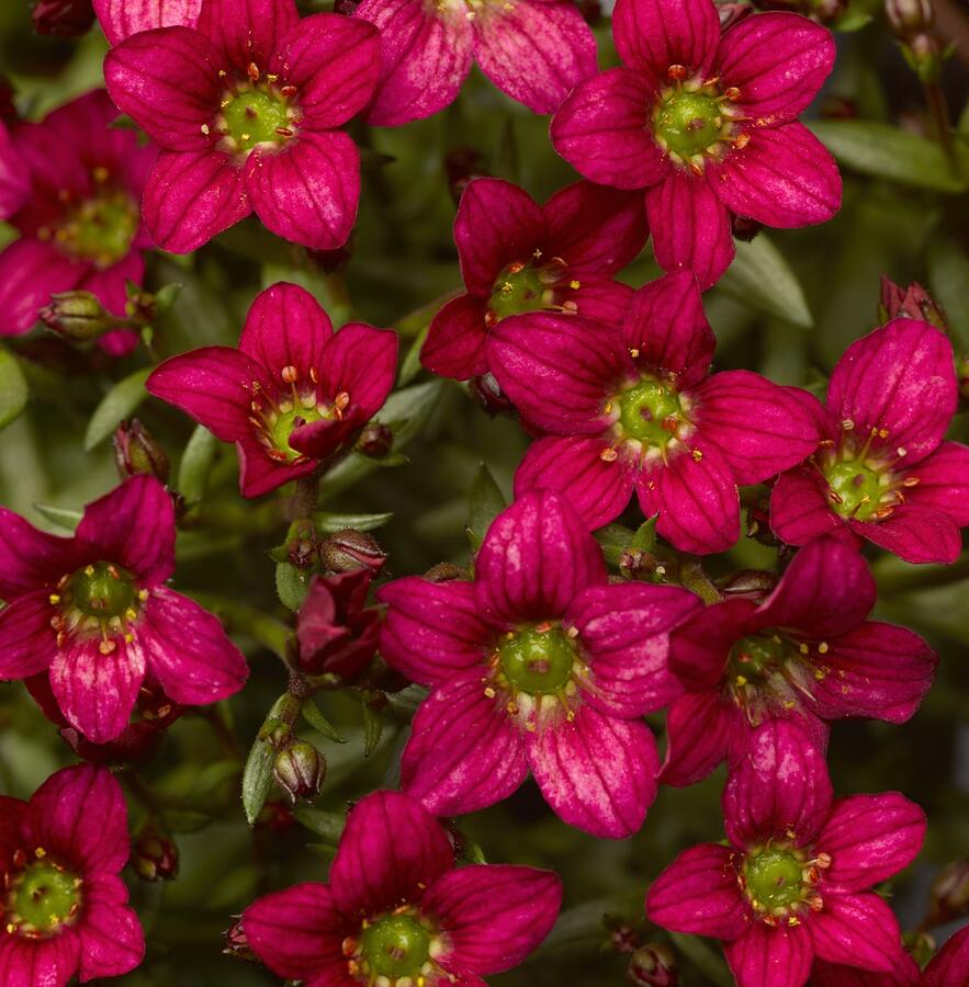 Lomikámen arendsův 'Alpino Deep Rose' - Saxifraga x arendsii 'Alpino Deep Rose'