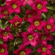 Lomikámen arendsův 'Alpino Deep Rose' - Saxifraga x arendsii 'Alpino Deep Rose'