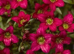 Lomikámen arendsův 'Alpino Deep Rose' - Saxifraga x arendsii 'Alpino Deep Rose'
