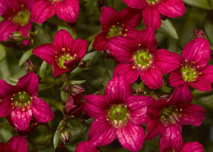 Lomikámen arendsův 'Alpino Rose' - Saxifraga x arendsii 'Alpino Rose'