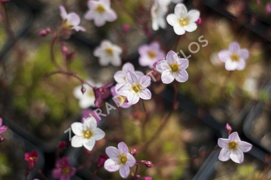 Lomikámen arendsův mix - Saxifraga x arendsii mix