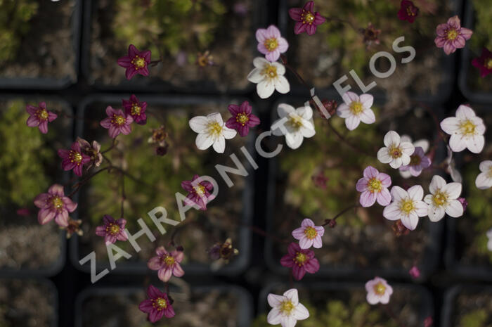 Lomikámen arendsův mix - Saxifraga x arendsii mix