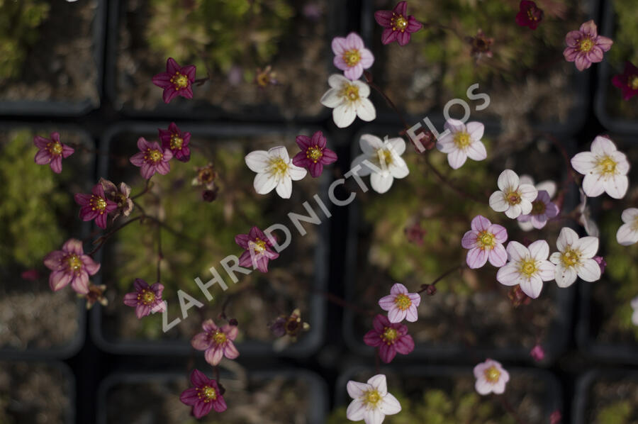 Lomikámen arendsův mix - Saxifraga x arendsii mix