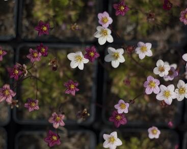 Lomikámen arendsův mix