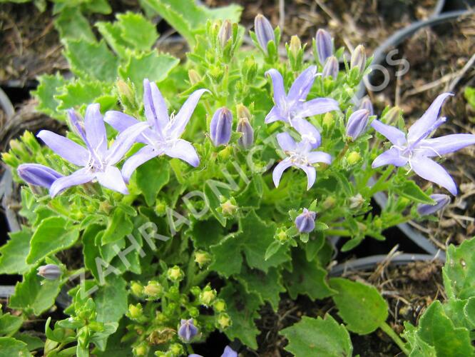 Zvonek okénkovitý - Campanula fenestrellata