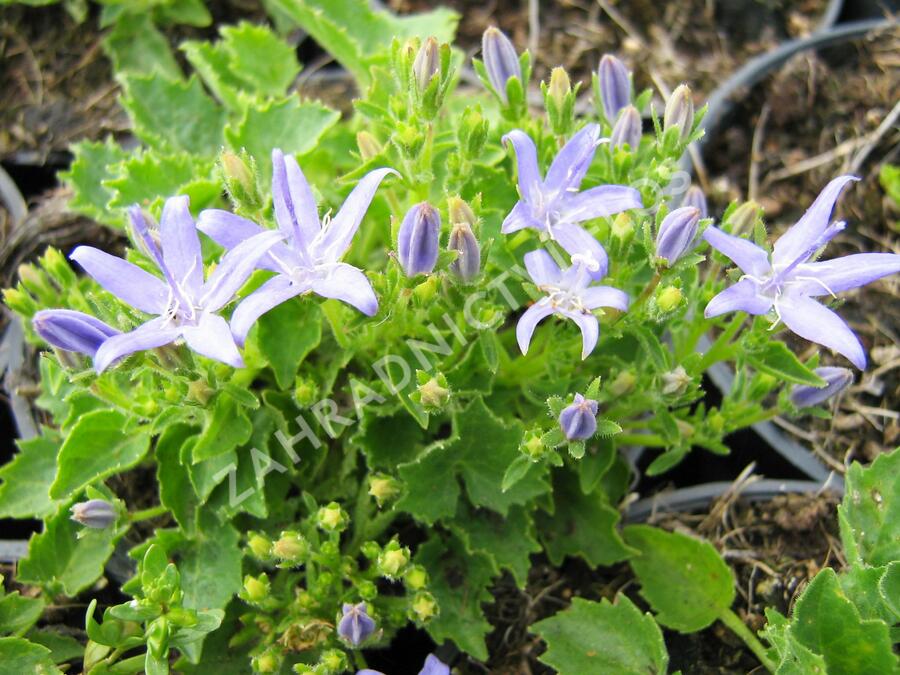 Zvonek okénkovitý - Campanula fenestrellata