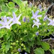 Zvonek okénkovitý - Campanula fenestrellata