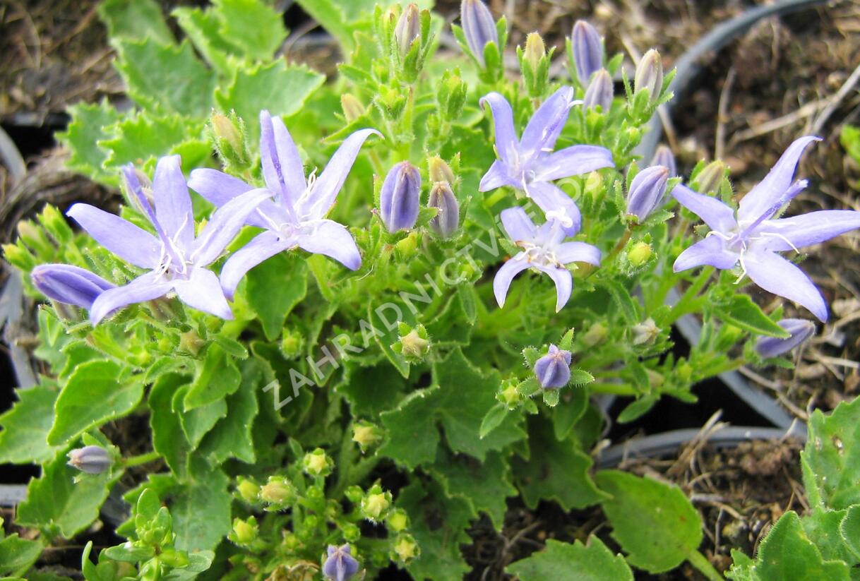 Zvonek okénkovitý - Campanula fenestrellata