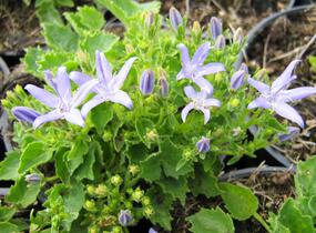 Zvonek okénkovitý - Campanula fenestrellata
