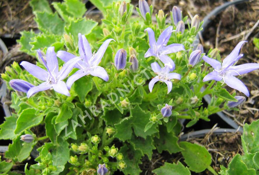 Zvonek okénkovitý - Campanula fenestrellata