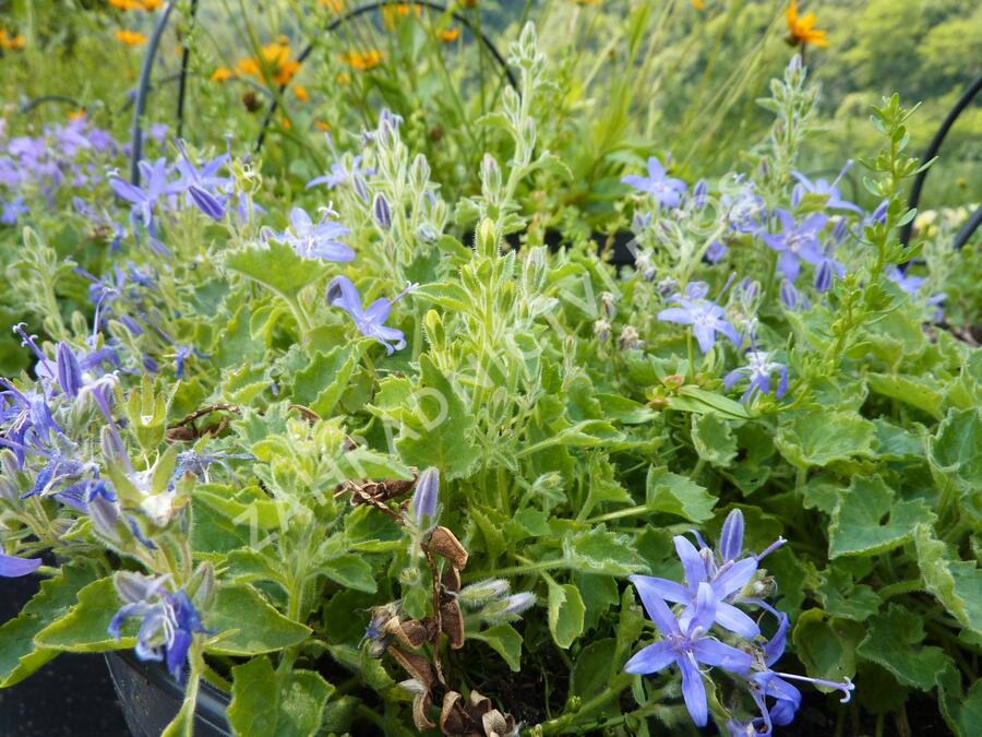 Zvonek okénkovitý - Campanula fenestrellata