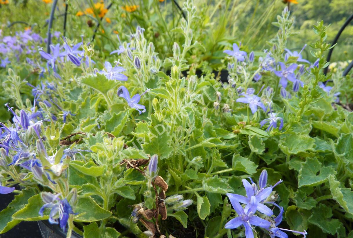Zvonek okénkovitý - Campanula fenestrellata