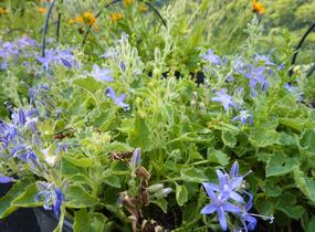 Zvonek okénkovitý - Campanula fenestrellata