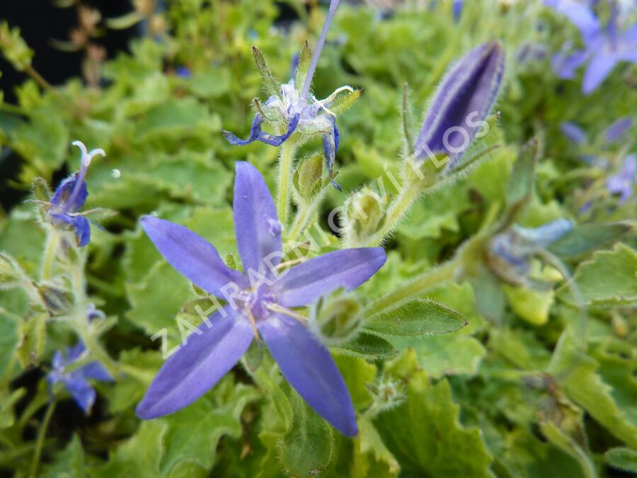 Zvonek okénkovitý - Campanula fenestrellata