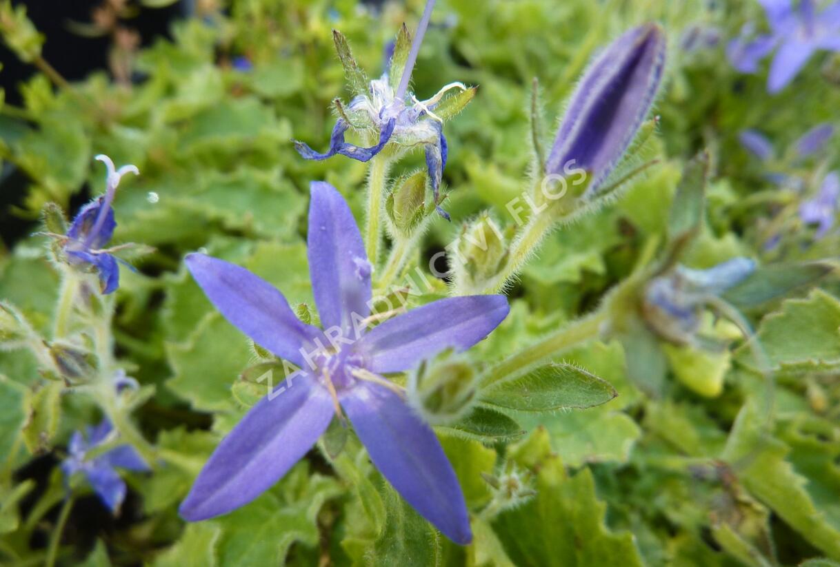 Zvonek okénkovitý - Campanula fenestrellata