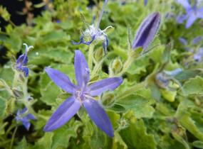 Zvonek okénkovitý - Campanula fenestrellata