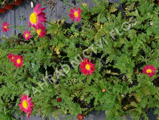 Kopretina šarlatová 'Robinson Red' - Chrysanthemum coccineum 'Robinson Red'