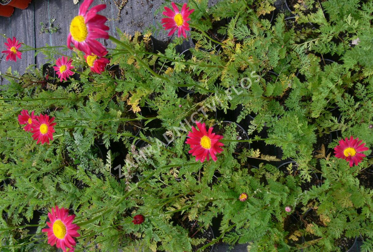 Kopretina šarlatová 'Robinson Red' - Chrysanthemum coccineum 'Robinson Red'