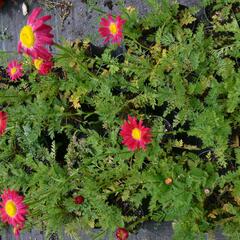 Kopretina šarlatová 'Robinson Red' - Chrysanthemum coccineum 'Robinson Red'