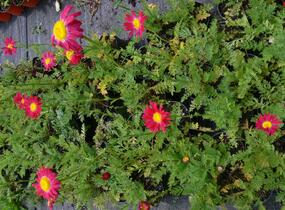 Kopretina šarlatová 'Robinson Red' - Chrysanthemum coccineum 'Robinson Red'