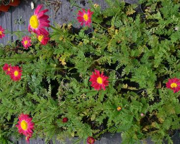 Kopretina šarlatová 'Robinson Red'