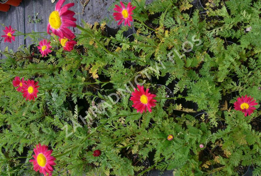 Kopretina šarlatová 'Robinson Red' - Chrysanthemum coccineum 'Robinson Red'