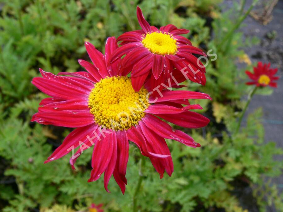 Kopretina šarlatová 'Robinson Red' - Chrysanthemum coccineum 'Robinson Red'