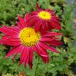 Kopretina šarlatová 'Robinson Red' - Chrysanthemum coccineum 'Robinson Red'