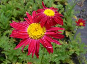 Kopretina šarlatová 'Robinson Red' - Chrysanthemum coccineum 'Robinson Red'