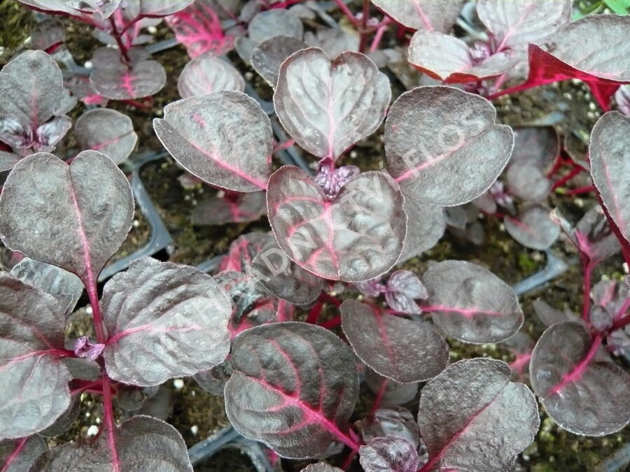 Oplsteň, irezina - Iresine herbstii