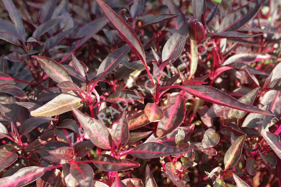 Oplsteň, irezina - Iresine lindenii