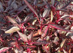 Oplsteň, irezina - Iresine lindenii