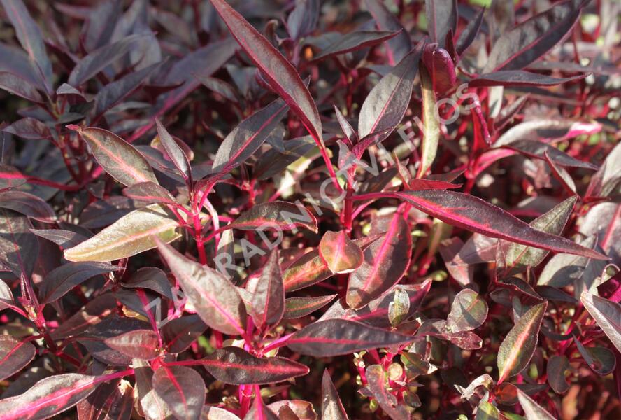 Oplsteň, irezina - Iresine lindenii