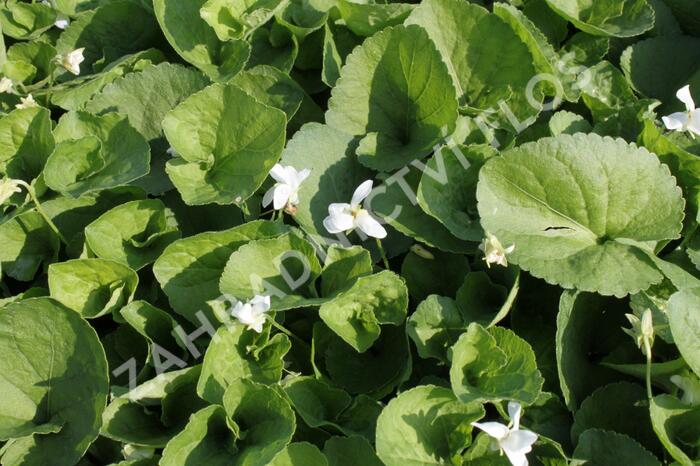 Violka vonná 'Alba' - Viola odorata 'Alba'